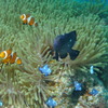 2010年夏 沖縄・渡嘉敷島