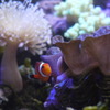 カクレクマノミ