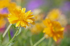 公園の花