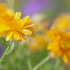 公園の花