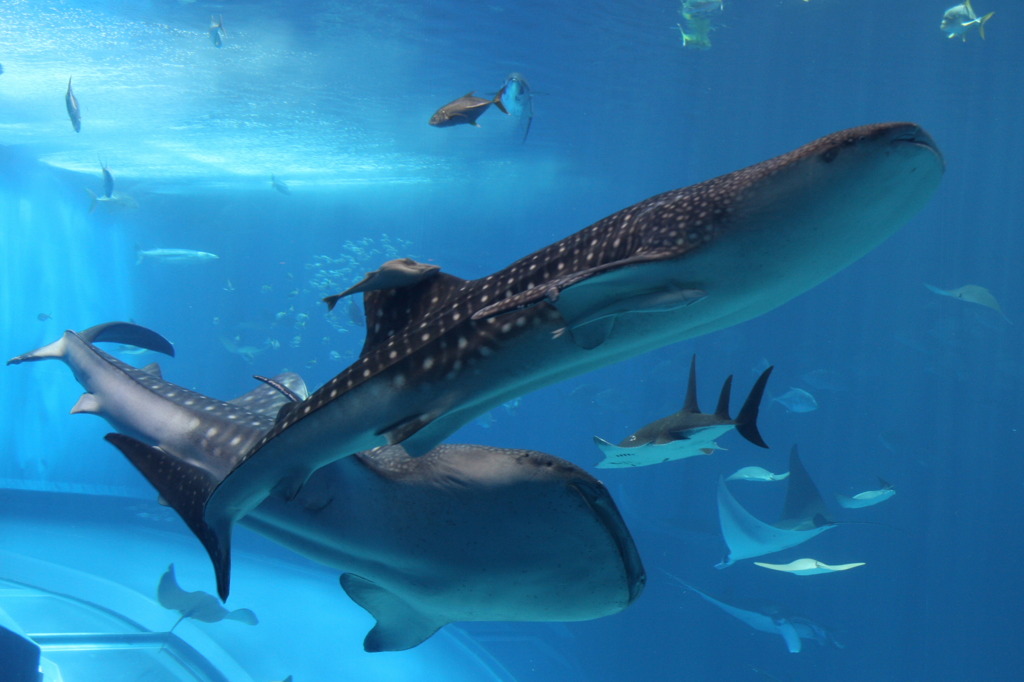 美ら海水族館