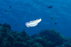 沖縄・渡嘉敷島