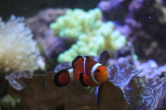 カクレクマノミ