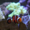 カクレクマノミ