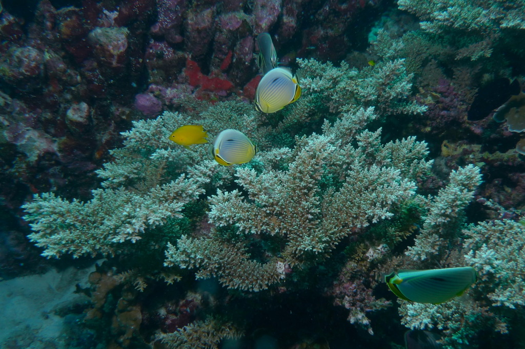 タイ・シミラン諸島