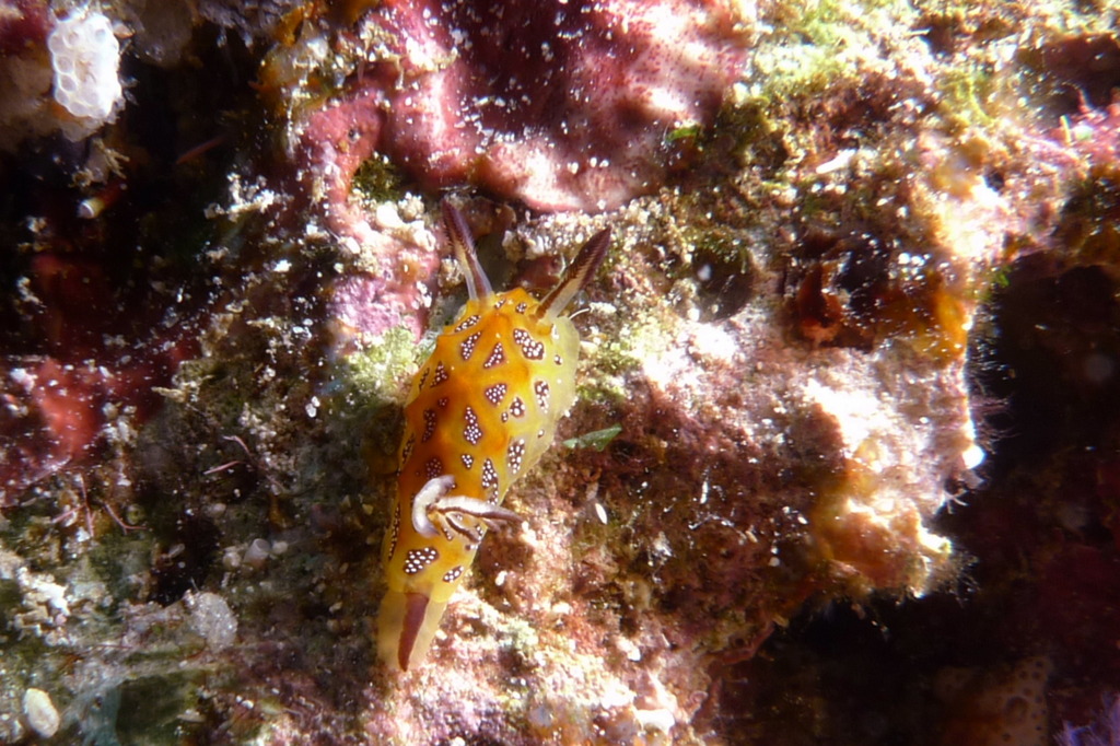タイ・シミラン諸島