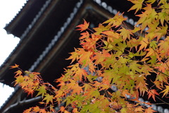 京都・仁和寺