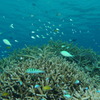 2010年夏 沖縄・渡嘉敷島