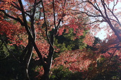 京都・銀閣寺