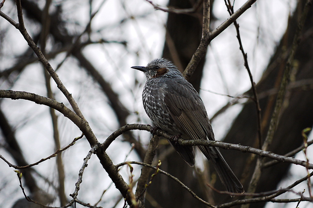 公園の鳥
