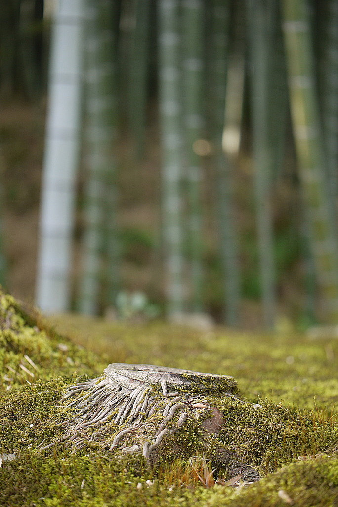 京都・天龍寺