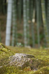 京都・天龍寺