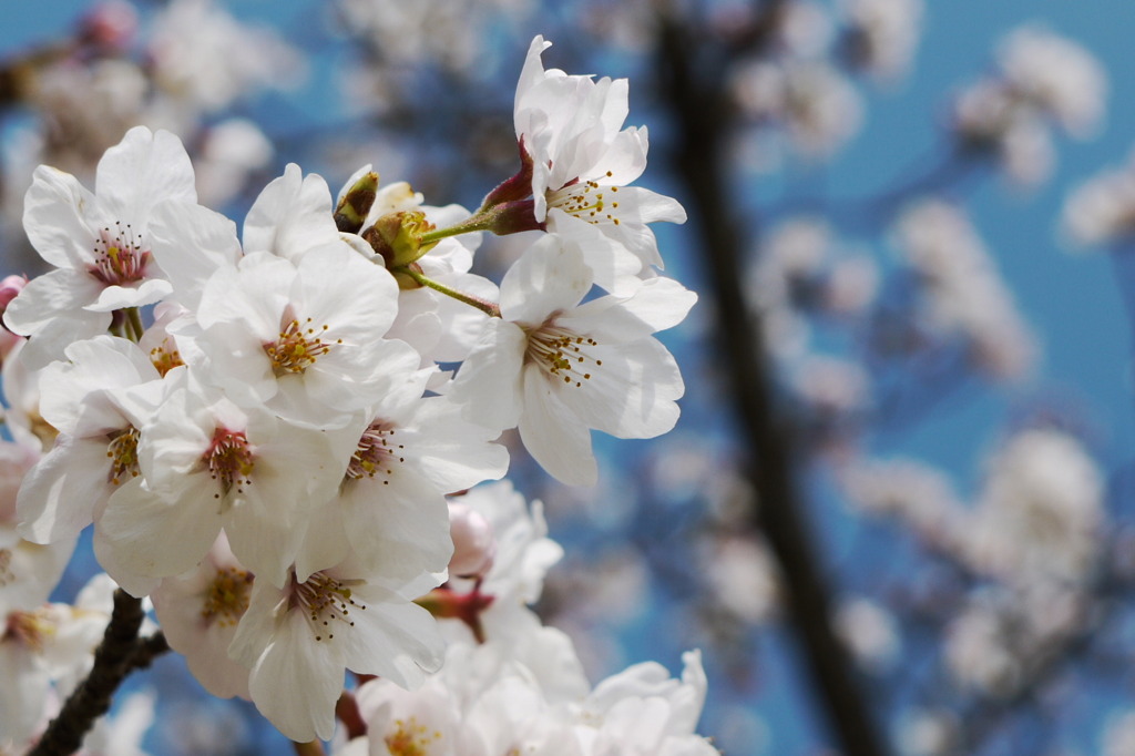 京都桜Ⅲ