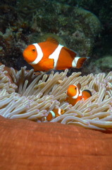 2010年夏 沖縄・渡嘉敷島