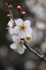 東寺の梅