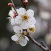 東寺の梅