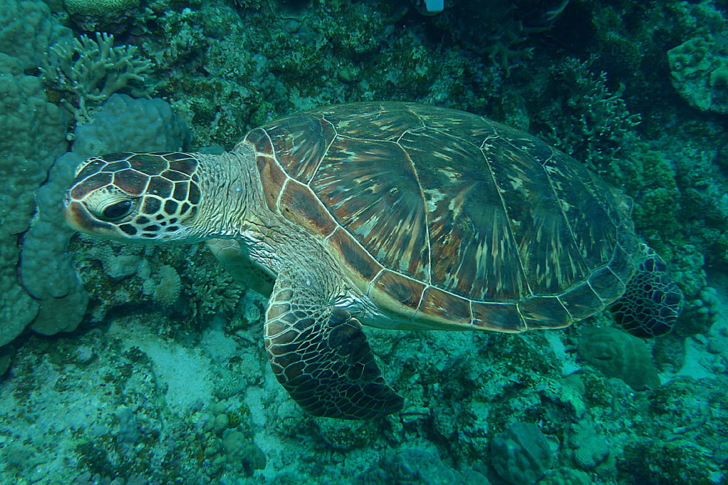 2010年夏 沖縄・渡嘉敷島