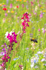 蜜の匂いに誘われて