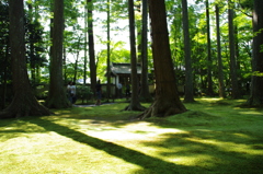 新緑の三千院