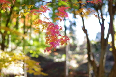竹林の彩り