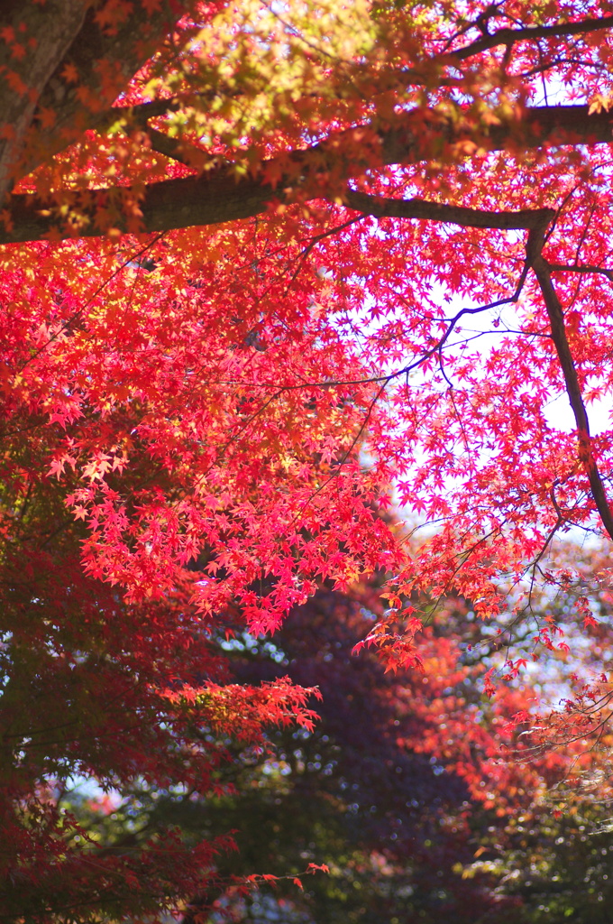 紅く色付いた