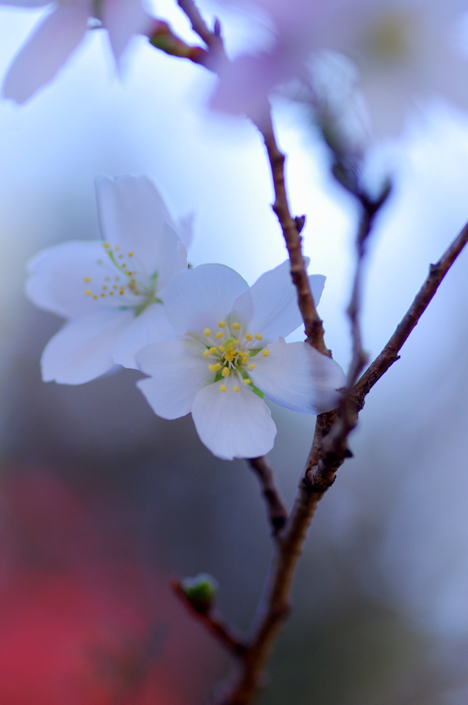 秋に咲く四季桜