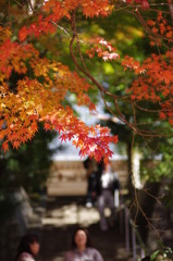 お寺の紅葉