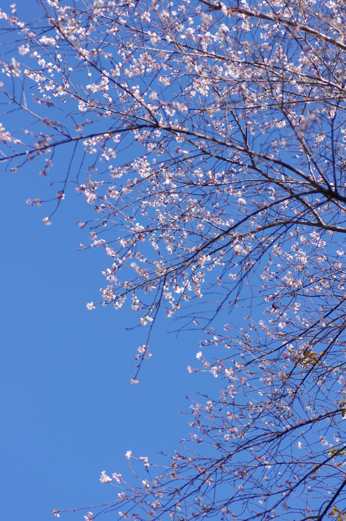 秋に咲く桜