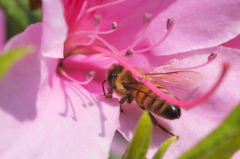 ツツジとミツバチさん