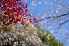 紅と白
