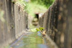 排水路