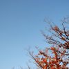 秋の空