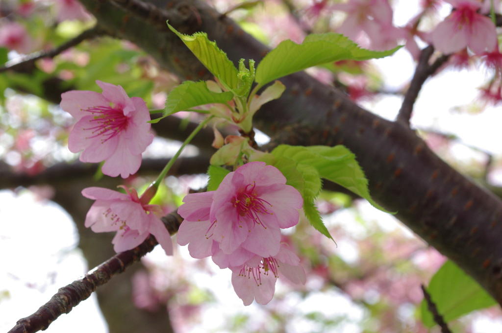 河津桜