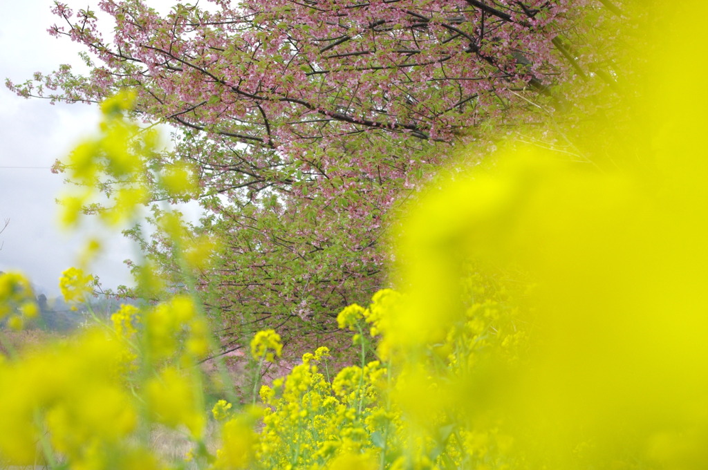 河津桜