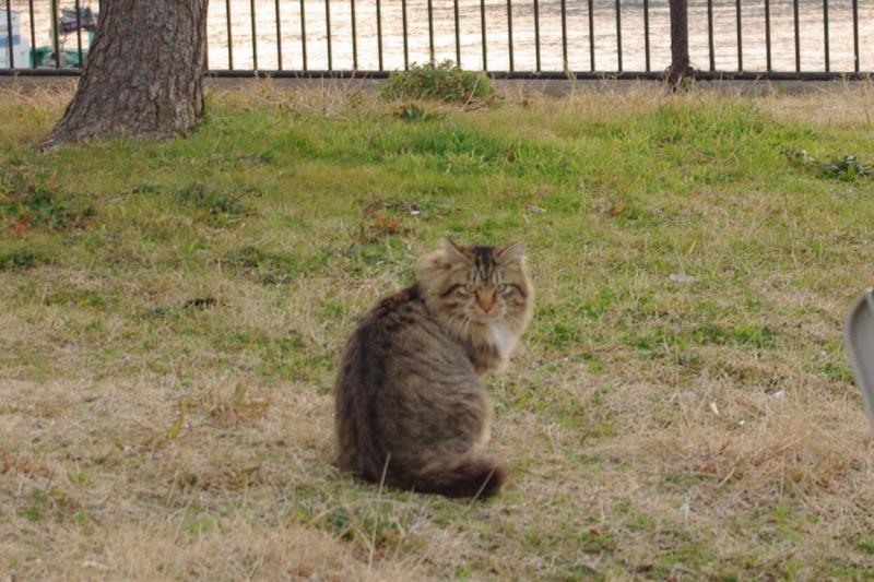 にゃに見てるの！！にゃ