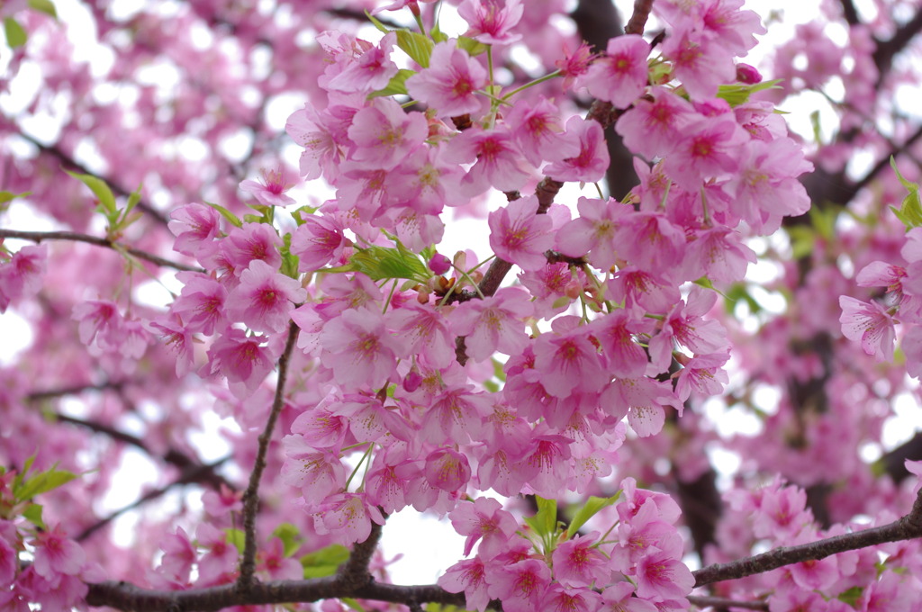 河津桜