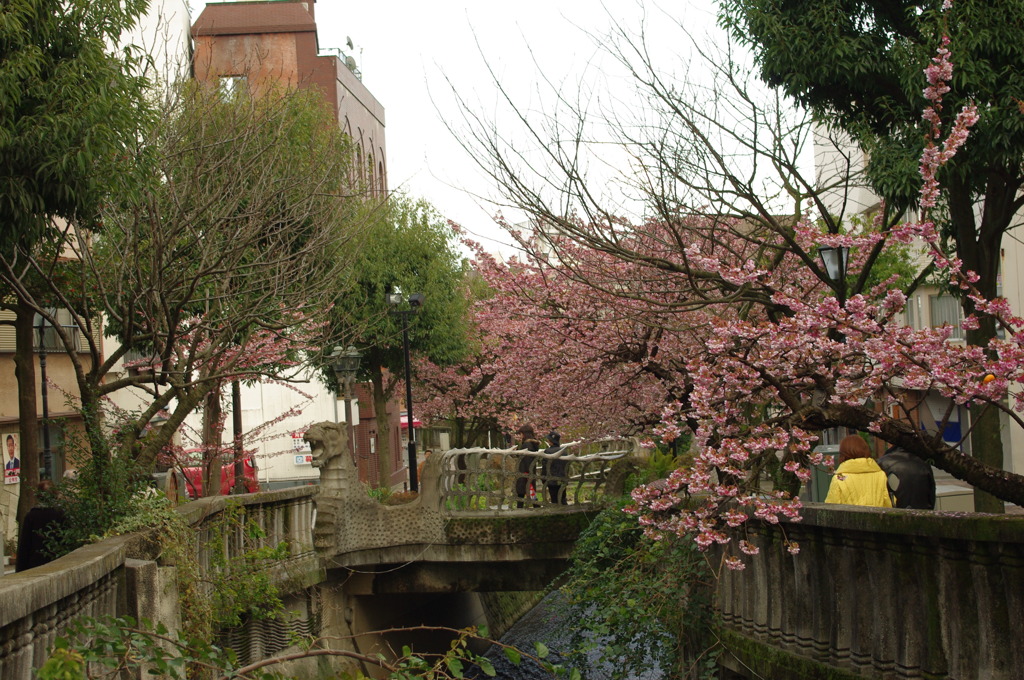 熱海桜