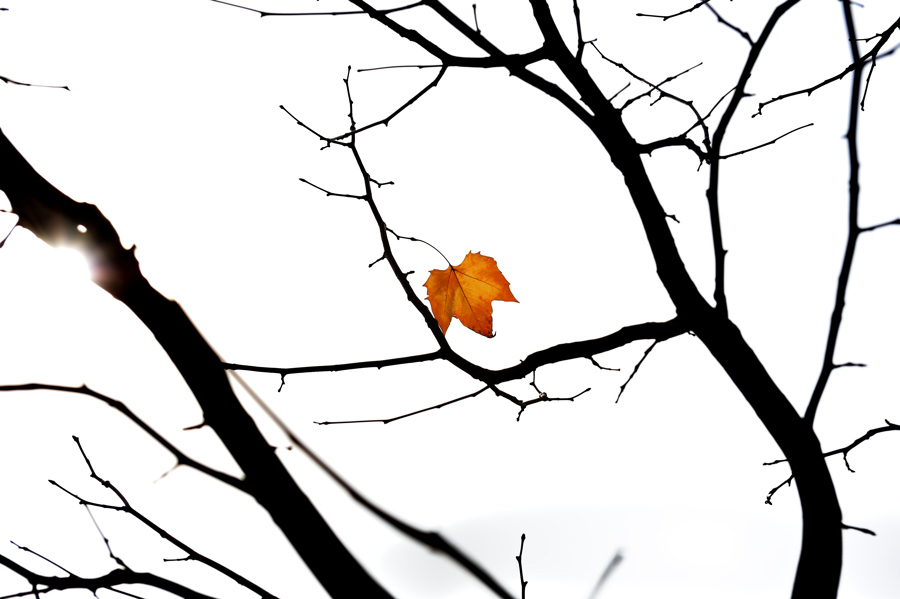 simple leaf