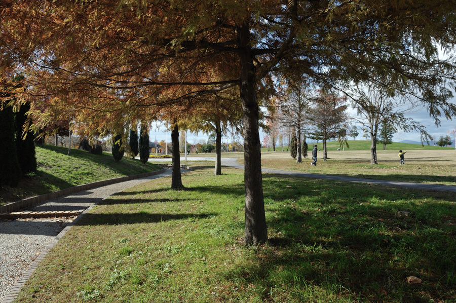 Tree and trees