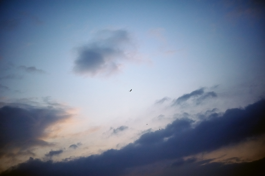 Fly