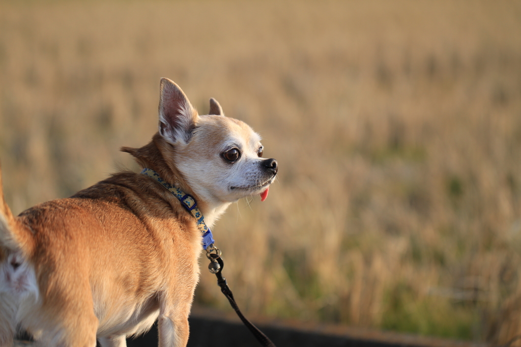 愛犬