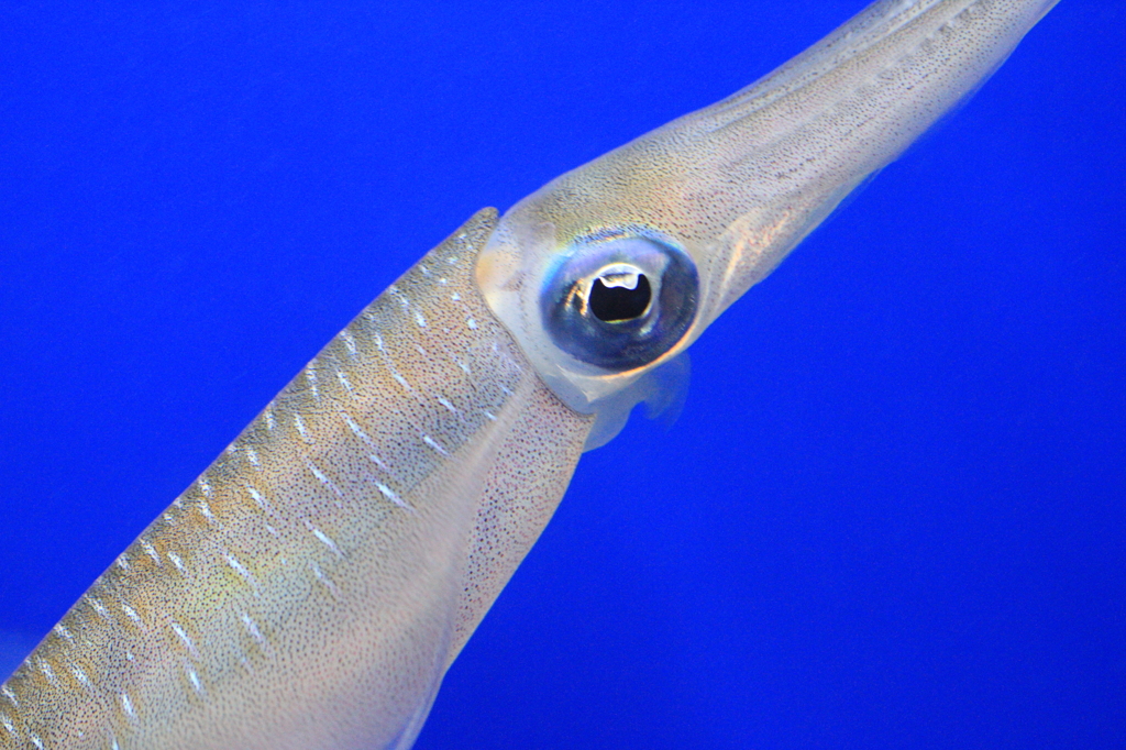 IKA