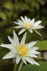 清浄