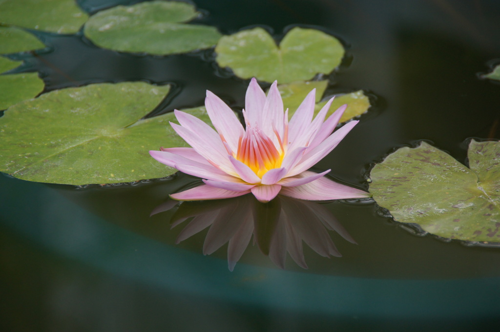 シンメトリー