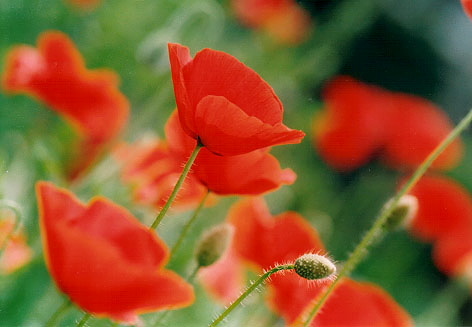 芥子の花