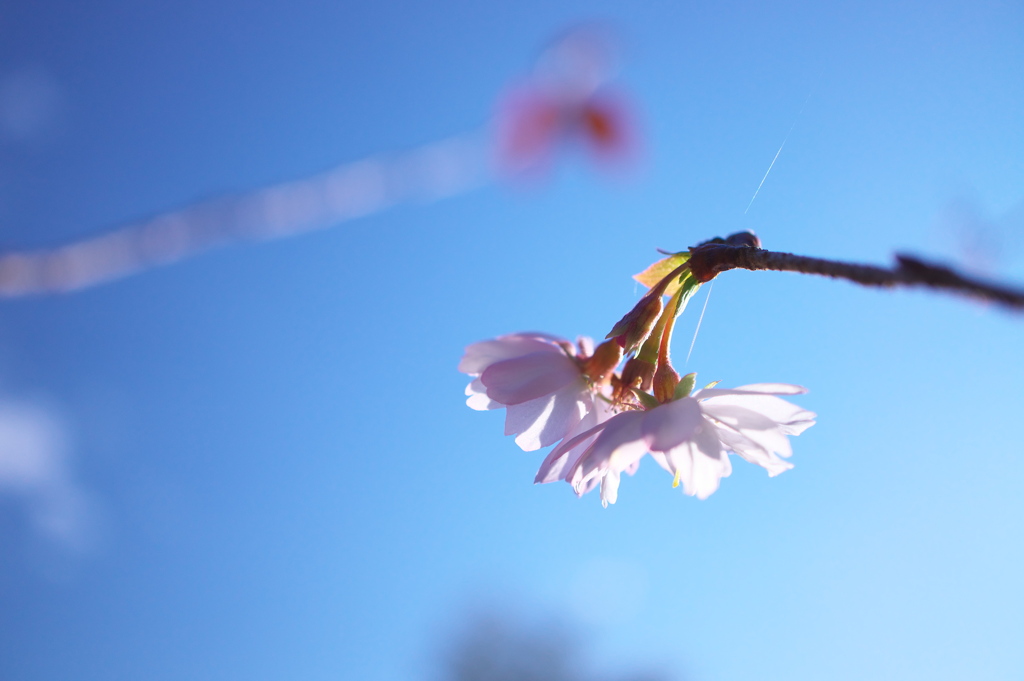 四季桜