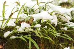 枝に草、そして雪