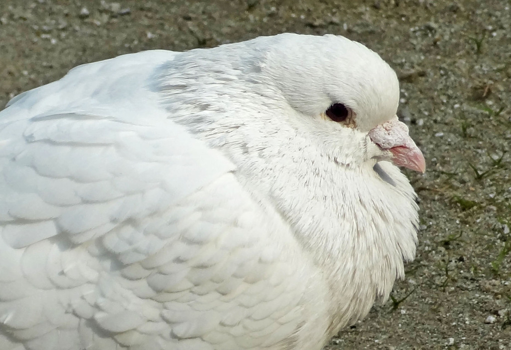 純白な鳩