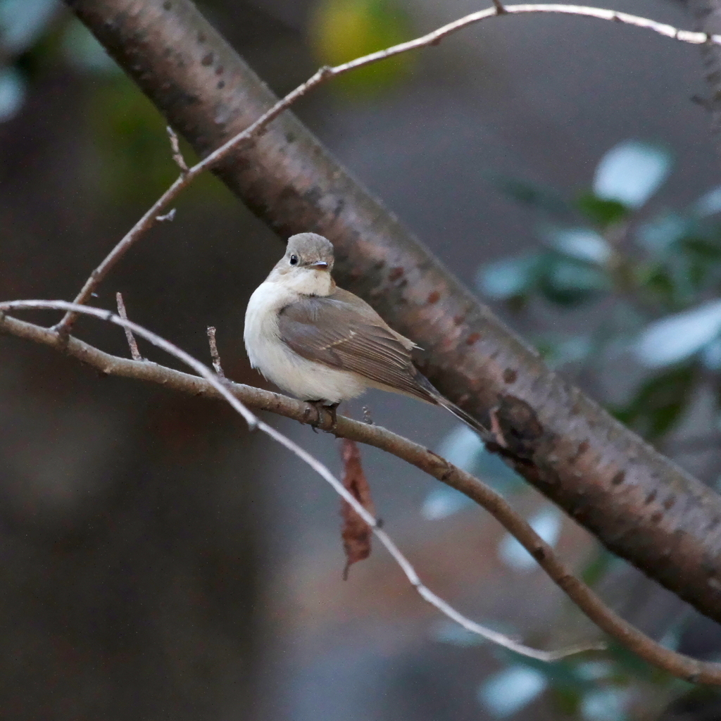 立春のオジロビタキさん①