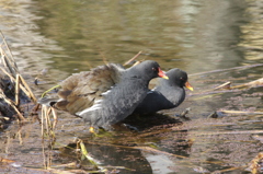 今週の鳥さん～バン＆バン～